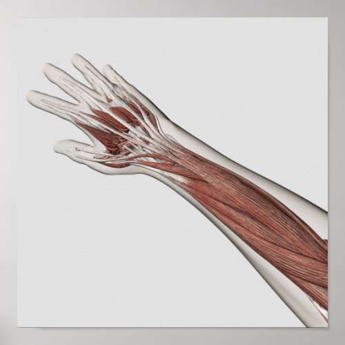 Muscle Anatomy Of Human Arm And Hand Poster