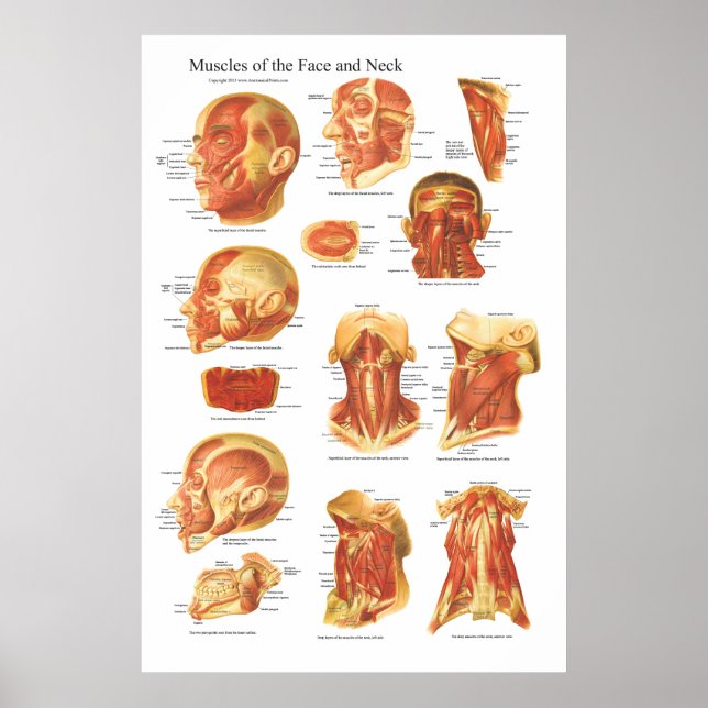 Muscle Anatomy of the Face and Neck Chart (Front)
