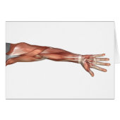 Muscle Anatomy Of The Human Arm, Anterior View (Front Horizontal)