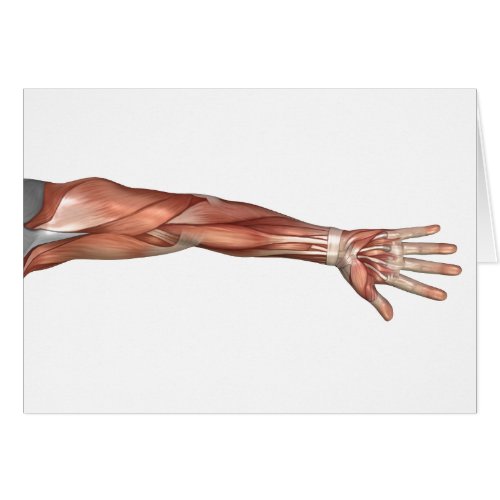Muscle Anatomy Of The Human Arm Anterior View