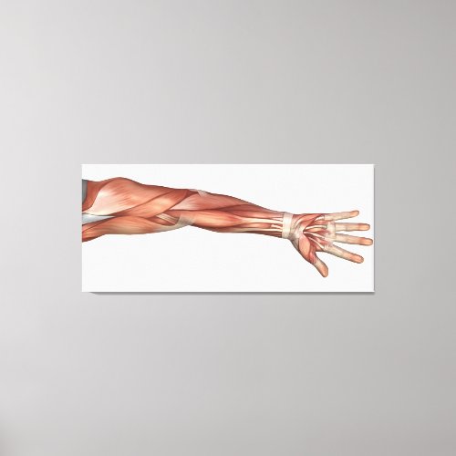 Muscle Anatomy Of The Human Arm Anterior View Canvas Print