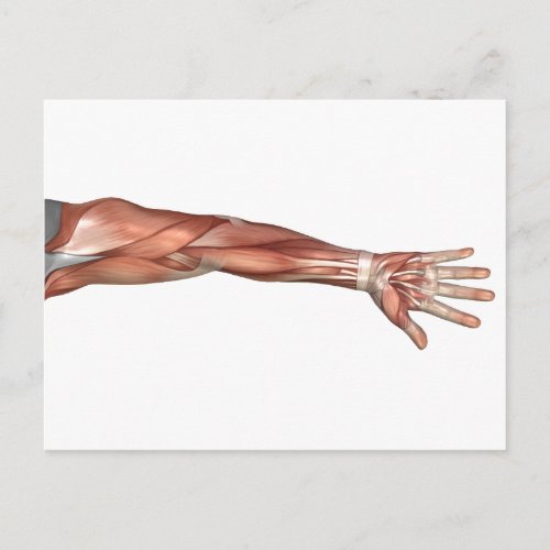 Muscle Anatomy Of The Human Arm Anterior View Postcard