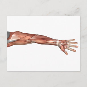 Muscle Anatomy Of The Human Arm, Anterior View Postcard
