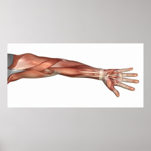Muscle Anatomy Of The Human Arm, Anterior View Poster