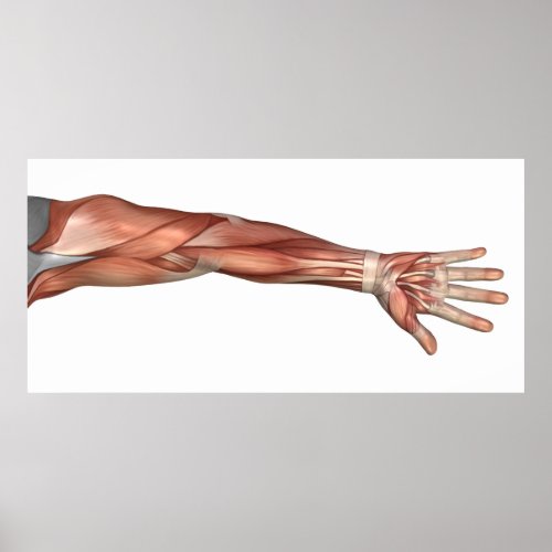Muscle Anatomy Of The Human Arm Anterior View Poster