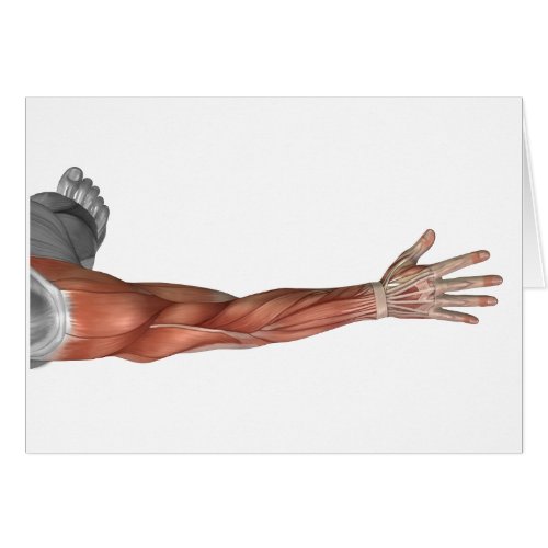 Muscle Anatomy Of The Human Arm Posterior View
