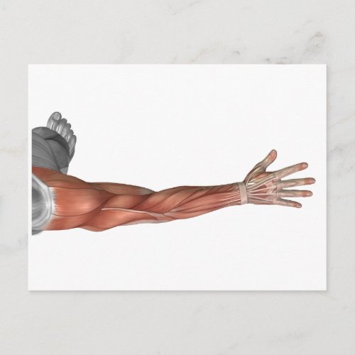 Muscle Anatomy Of The Human Arm Posterior View Postcard