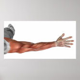 Arm muscles posterior view, labeled drawing. poster