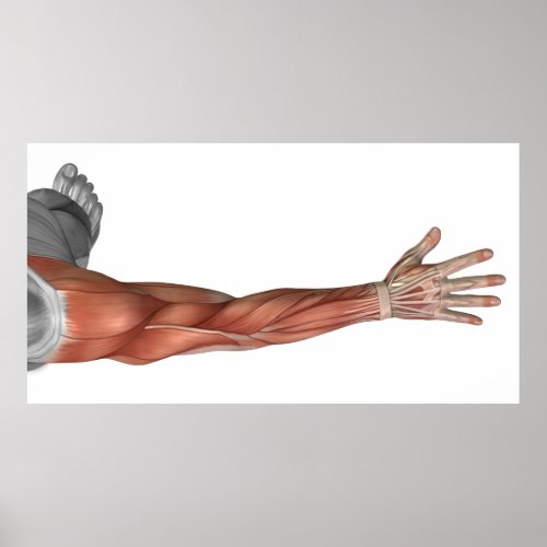 Muscle Anatomy Of The Human Arm Posterior View Poster