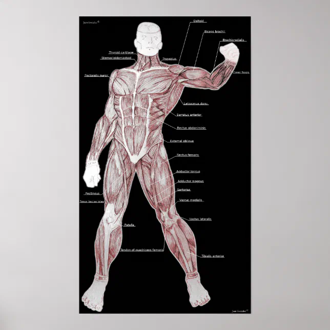 Muscle anatomy poster | Zazzle