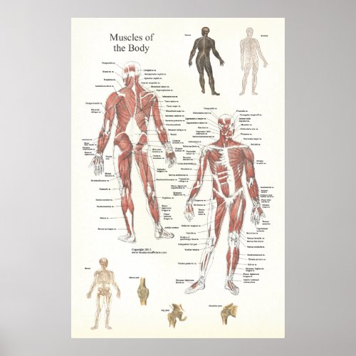 Muscle Anatomy Poster _ Anterior and Posterior