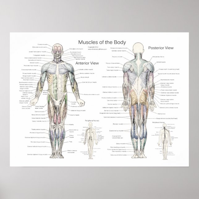 Muscle Anatomy Poster Anterior and Posterior (Front)
