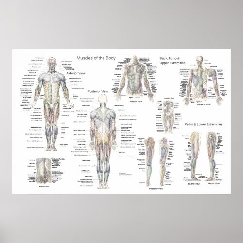 Muscle Anatomy Poster _ Anterior Posterior  Deep
