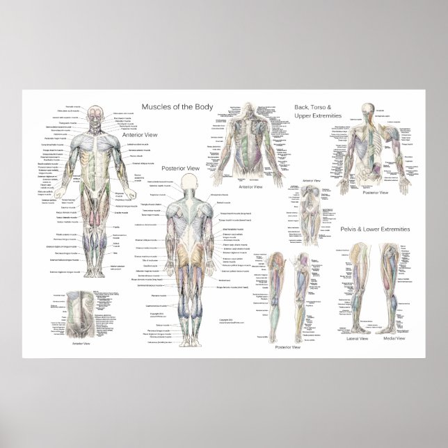 Muscle Anatomy Poster - Anterior, Posterior & Deep (Front)