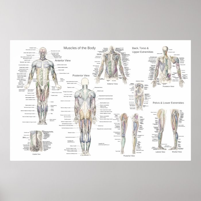 Muscle Anatomy Poster   Anterior, Posterior & Deep