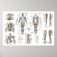 Muscle Anatomy Poster Anterior, Posterior, & Deep