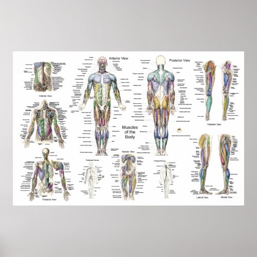Muscle Anatomy Poster Anterior Posterior  Deep