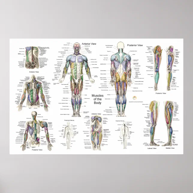 Muscle Anatomy Poster Anterior Posterior Deep Zazzle