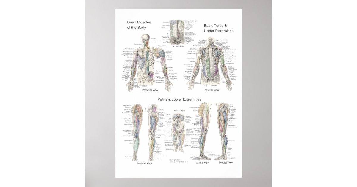 Muscle Anatomy Poster Deep Layers | Zazzle