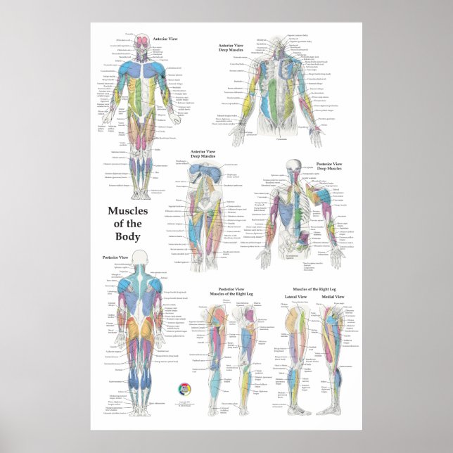 Muscle Anatomy Posterior Anterior Poster (Front)