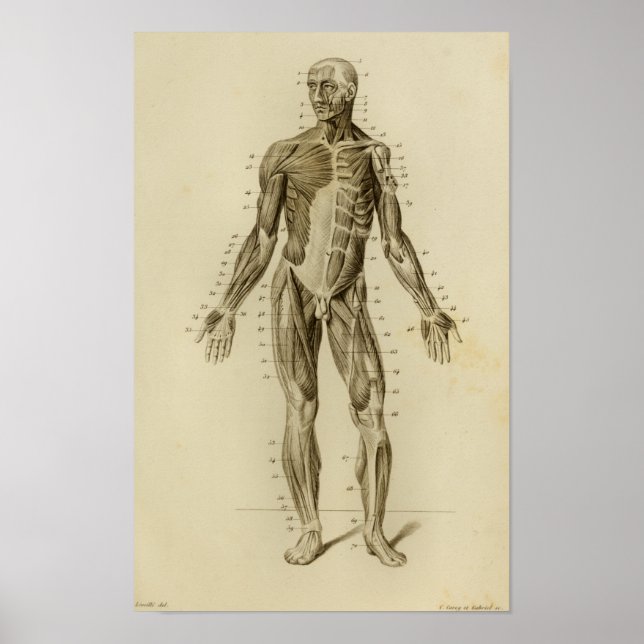 Muscle Anatomy Vintage Print (Front)
