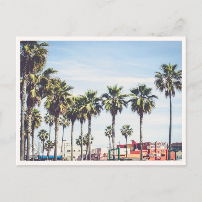 Muscle Beach Venice Beach California Palm Tree Postcard (Front)