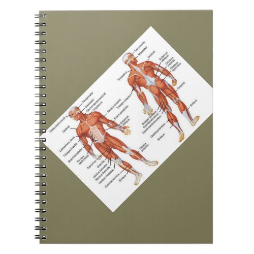 Muscle Diagram medgifts101 Notebook