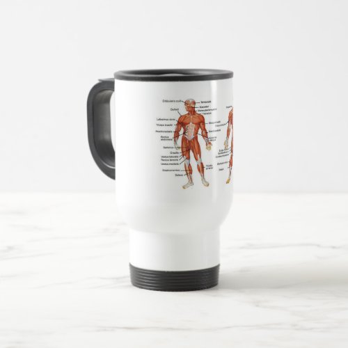 Muscle Diagram medgifts101 Travel Mug