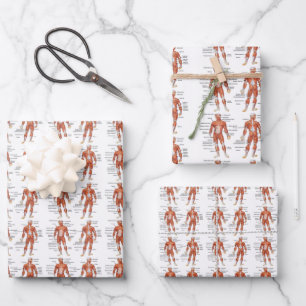 Muscle Diagram medgifts101 Wrapping Paper Sheets