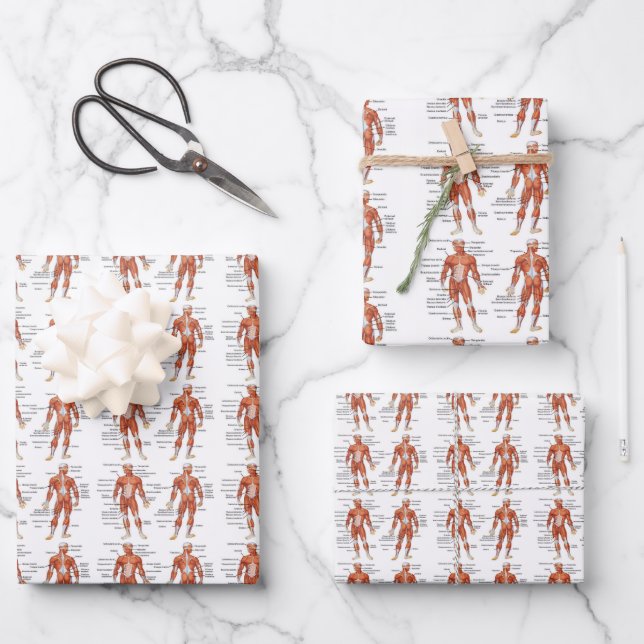 Muscle Diagram medgifts101 Wrapping Paper Sheets (Front)