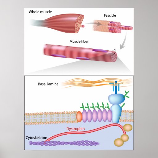 Muscle fiber with dystrophin location Poster | Zazzle