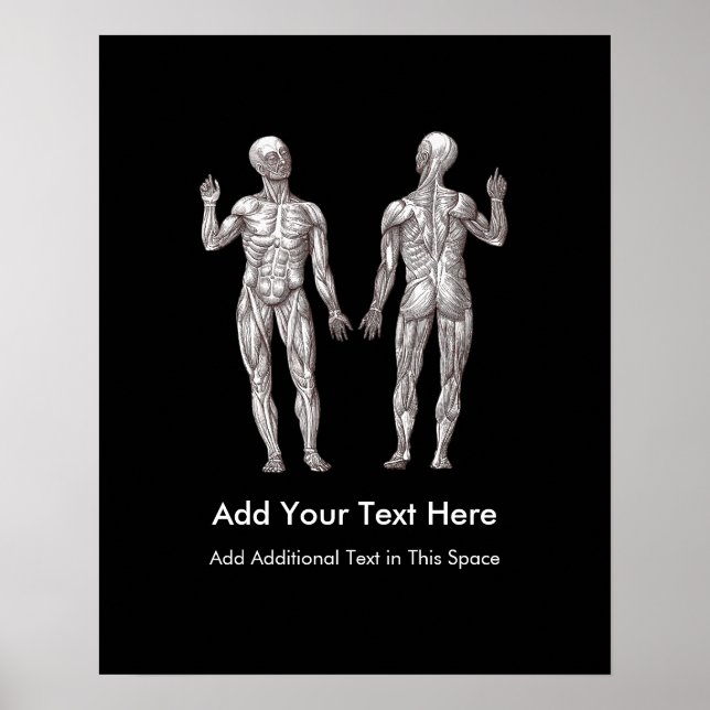 Muscle Men - Anatomy of the Human Muscular System Poster (Front)