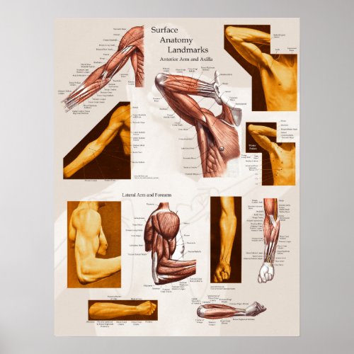 Muscle Surface Anatomy Poster Arm  Shoulder