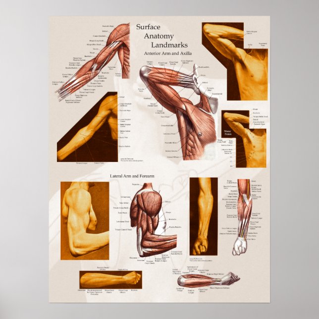 Muscle Surface Anatomy Poster Arm & Shoulder (Front)