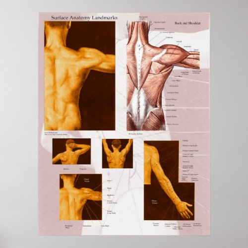 Muscle Surface Anatomy Poster Back  Shoulder