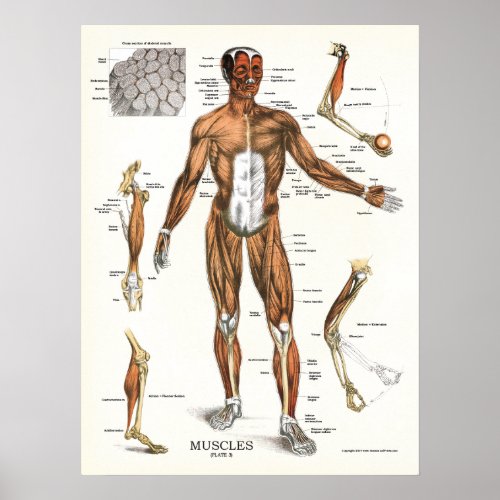 Muscles Anatomy Anatomical Chart