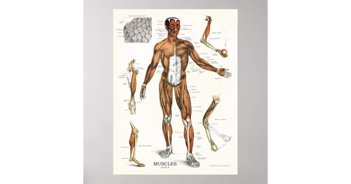 Muscles Anatomy Anatomical Chart | Zazzle.com