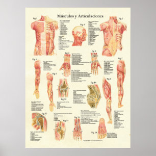 Muscles Anatomy Músculos Anatomia Spanish Chart