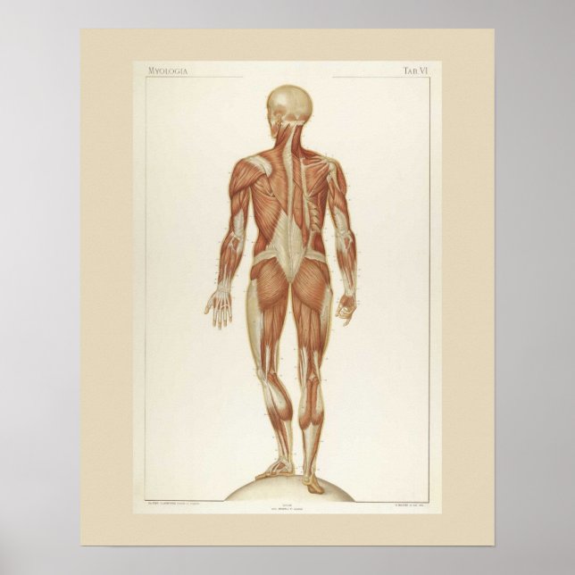 Muscles Anatomy Posterior Poster (Front)
