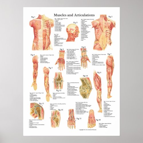 Muscles and Articulations Anatomy Chart