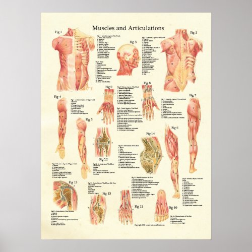 Muscles and Articulations Human Anatomy Poster