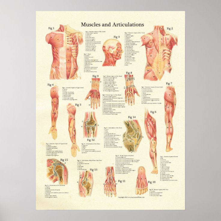 Muscles and Articulations Human Anatomy Poster | Zazzle