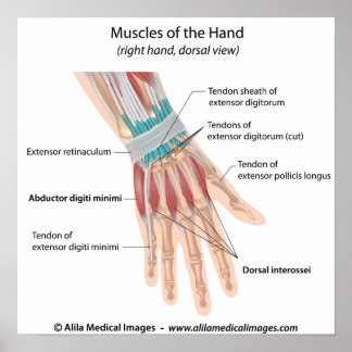 Hand Diagram Posters, Hand Diagram Prints, Art Prints, Poster Designs