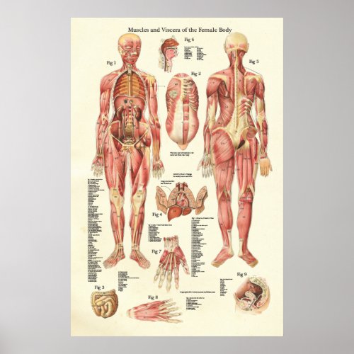 Muscles and Viscera of the Female Anatomy Poster