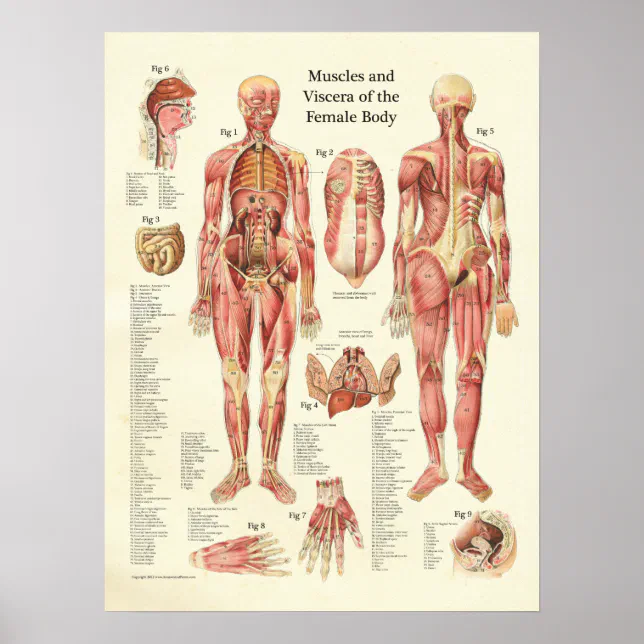 Muscles and Viscera of the Female Anatomy Poster | Zazzle