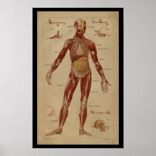 Muscles Internal Vintage Human Anatomy Print