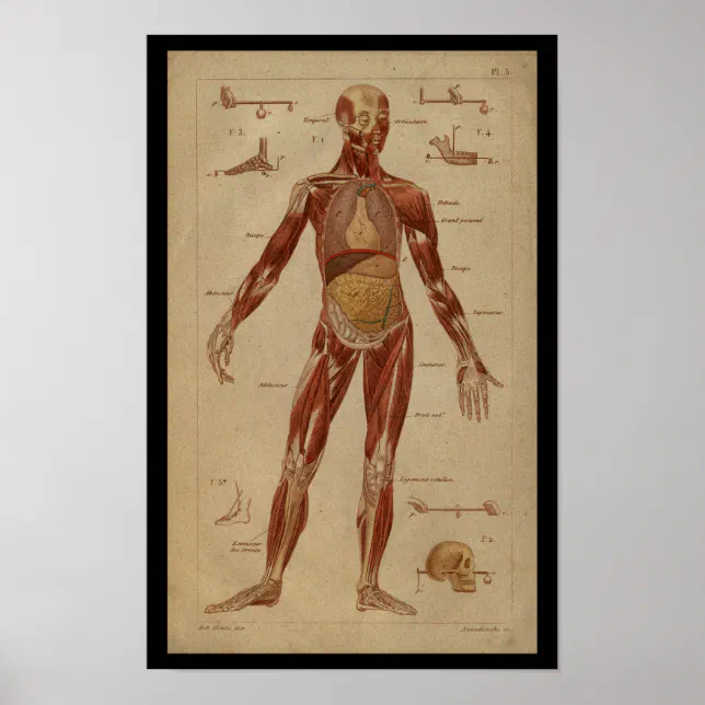 Muscles Internal Vintage Human Anatomy Print | Zazzle
