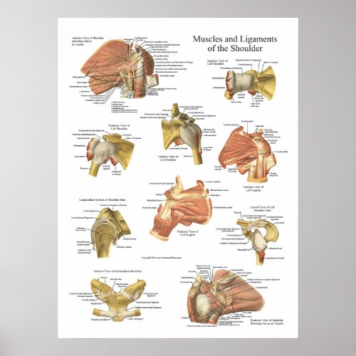 Muscles Ligaments of the Shoulder Anatomy Chart