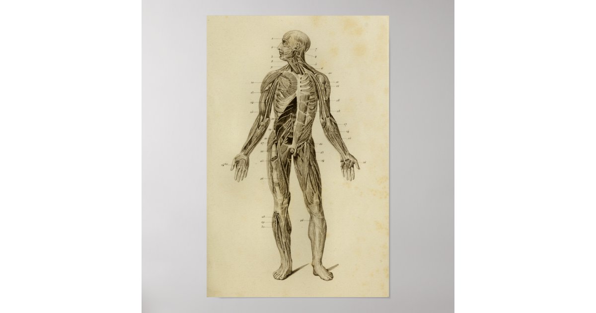 Muscles Nerves Anatomy Print Vintage | Zazzle