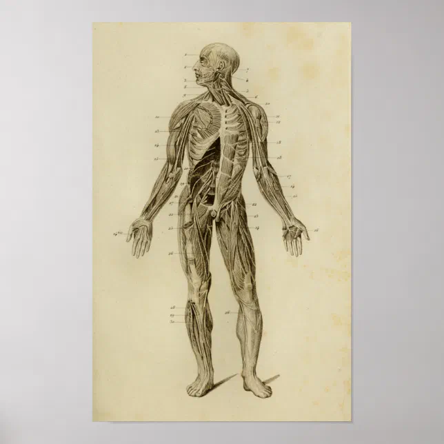 Muscles Nerves Anatomy Print Vintage | Zazzle